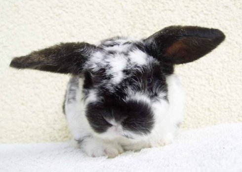 Dwarf Black And White Rabbit. breed - lop dwarf rabbit with